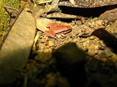 Heymon's Narrow Mouthed Frog