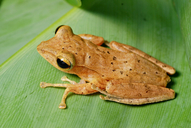 Malayan Slender Tree Frog