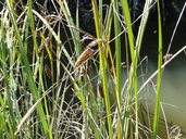 Carex lyngbyei