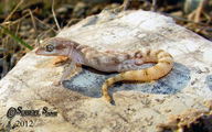Steudner's Pigmy Gecko
