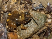 Mantidactylus biporus