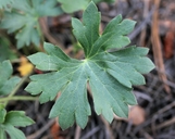 Geranium caespitosum