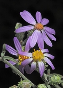 Dieteria canescens var. shastensis