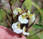 Pedicularis racemosa var. alba