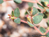 Euphorbia arizonica