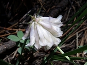 Trifolium productum