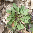 Lepidium virginicum ssp. virginicum