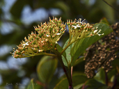 Cornus sericea ssp. sericea