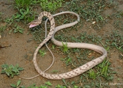 Brown Vine Snake