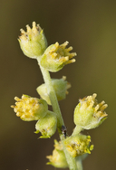Copperweed