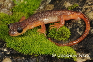 Irfan's Lycian Salamander