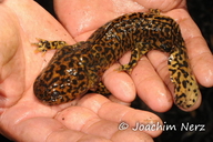 Anderson�s Salamander