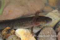 Michoacan Stream Salamander