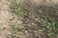 Boerhavia triquetra var. intermedia
