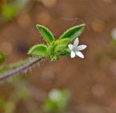 Allophyllum integrifolium