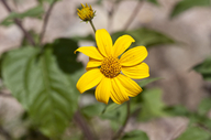 Sunflower Goldeneye
