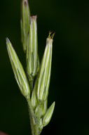 Carminatia tenuiflora