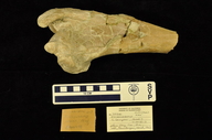 Diceratherium niobrarense