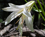 Lilium washingtonianum ssp. washingtonianum