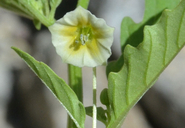 Physalis lanceifolia