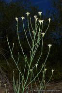 Chloracantha spinosa var. spinosa