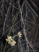 Bolboschoenus maritimus ssp. paludosus