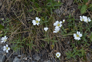 Cerastium arvense ssp. strictum
