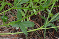 Potentilla diversifolia var. diversifolia