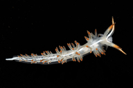 Flabellina trilineata