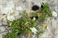 Cerastium carinthiacum ssp. carinthiacum