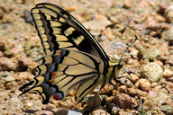 Papilio machaon oregonia