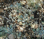 Physaria acutifolia
