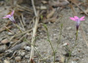 Gilia leptalea ssp. bicolor