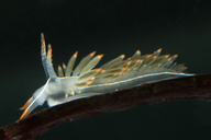 Flabellina trilineata