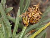 Carex incurviformis