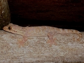 Thecadactylus rapicauda