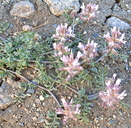 Astragalus purshii var. purshii