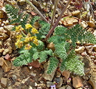 Lomatium foeniculaceum ssp. inyoense