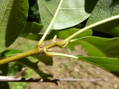 Quercus imbricata