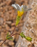 Leptosiphon chrysanthus ssp. decorus
