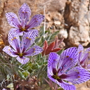 Langloisia setosissima ssp. punctata (