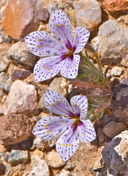 Langloisia setosissima ssp. punctata (