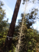 Long Beard Lichen