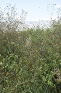 Annual Bushsunflower