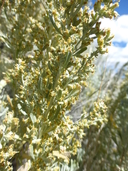 Artemisia tridentata ssp. tridentata
