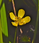 Ranunculus orthorhynchus var. orthorhynchus