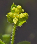Galium californicum ssp. californicum
