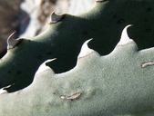 Agave parryi ssp. parryi