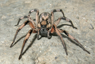 Aragog Wolf Spider