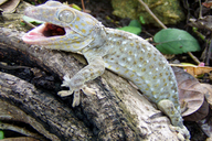 Gekko gecko